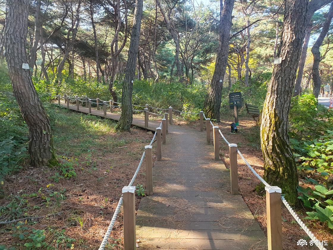 태학산자연휴양림 산책로 소나무