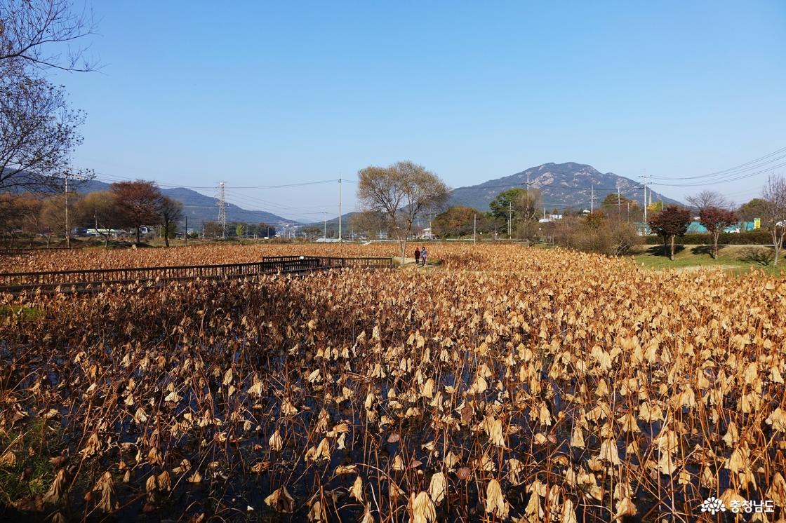 이응노의 집 연밭 