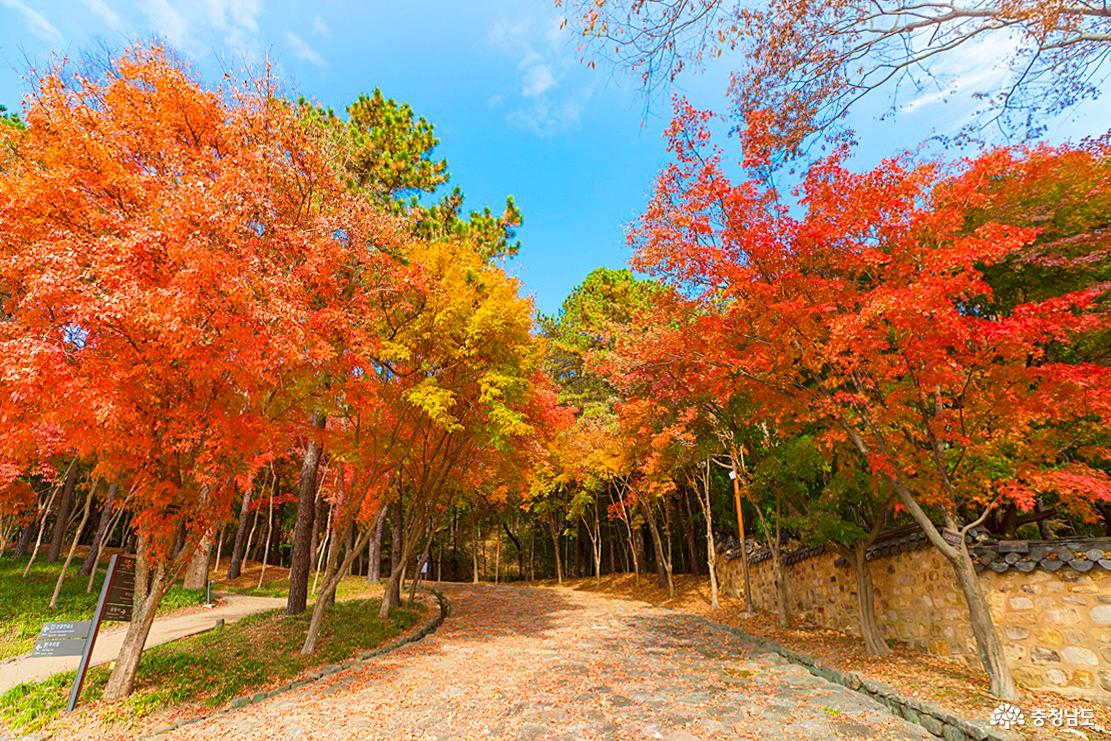 부소산성의 숲길