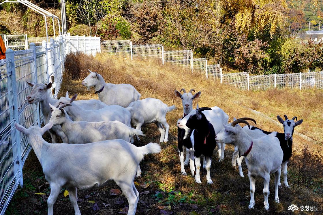 산양 먹이주기 체험